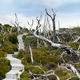 Illustration for article titled Chat with the Woman Who Photographs the Worlds Oldest Living Things